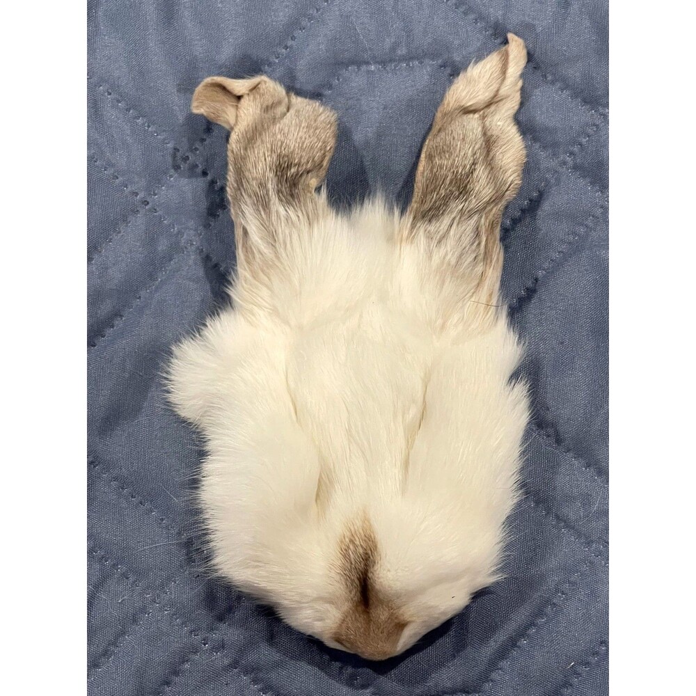 Genuine Rabbit Face Pelt White Brown Real Fur Taxidermy Oddities Curios Craft